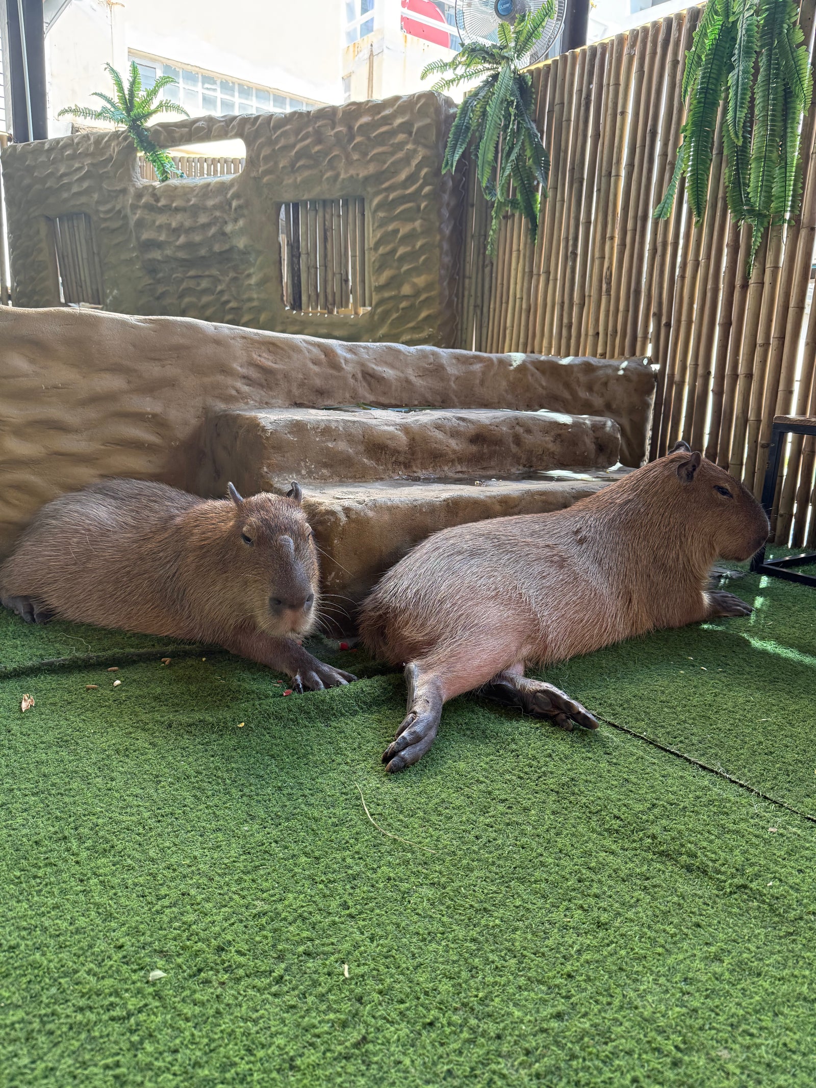 Capybara Coffee