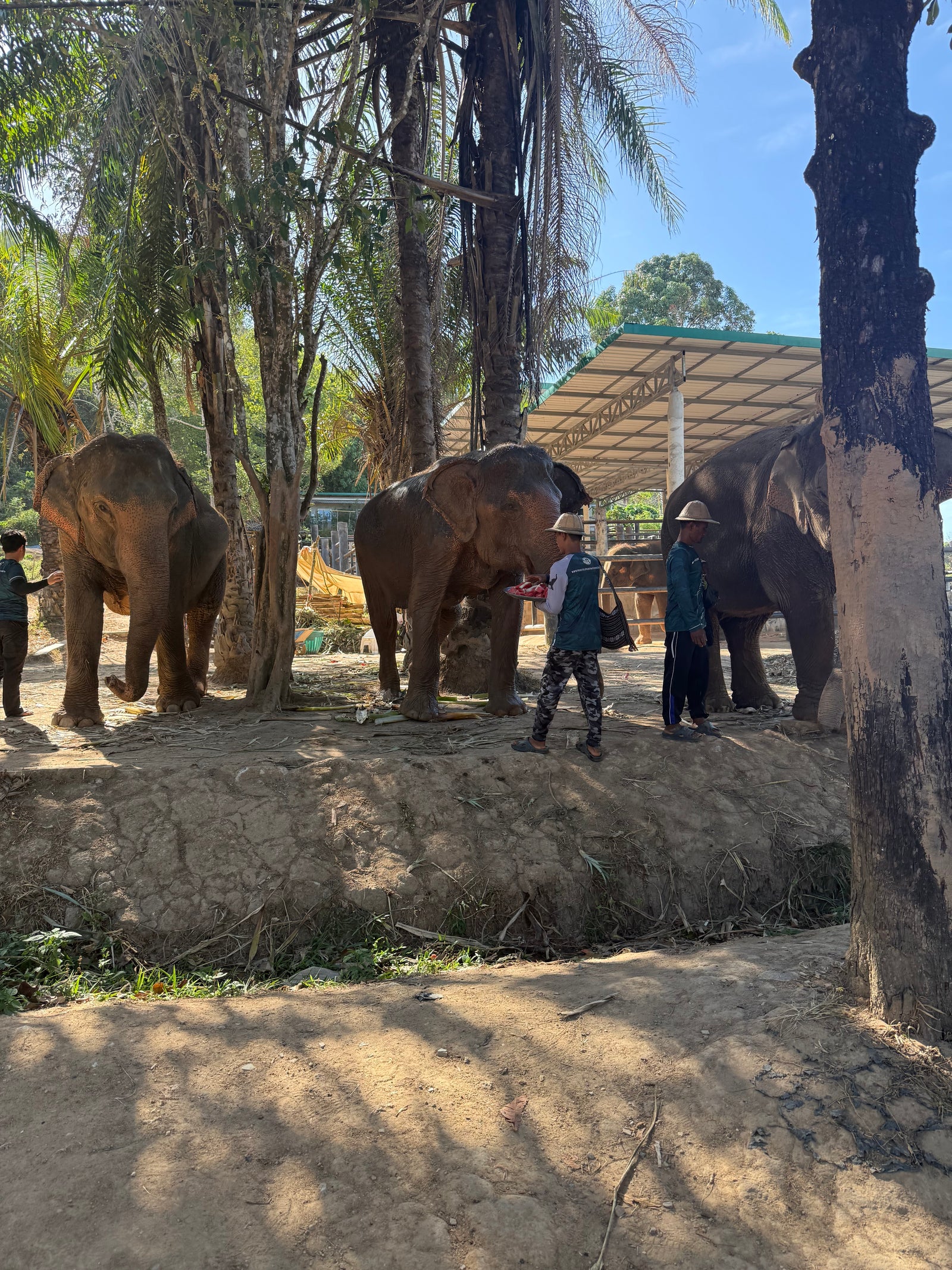 Phuket Elephant Nature Reserve