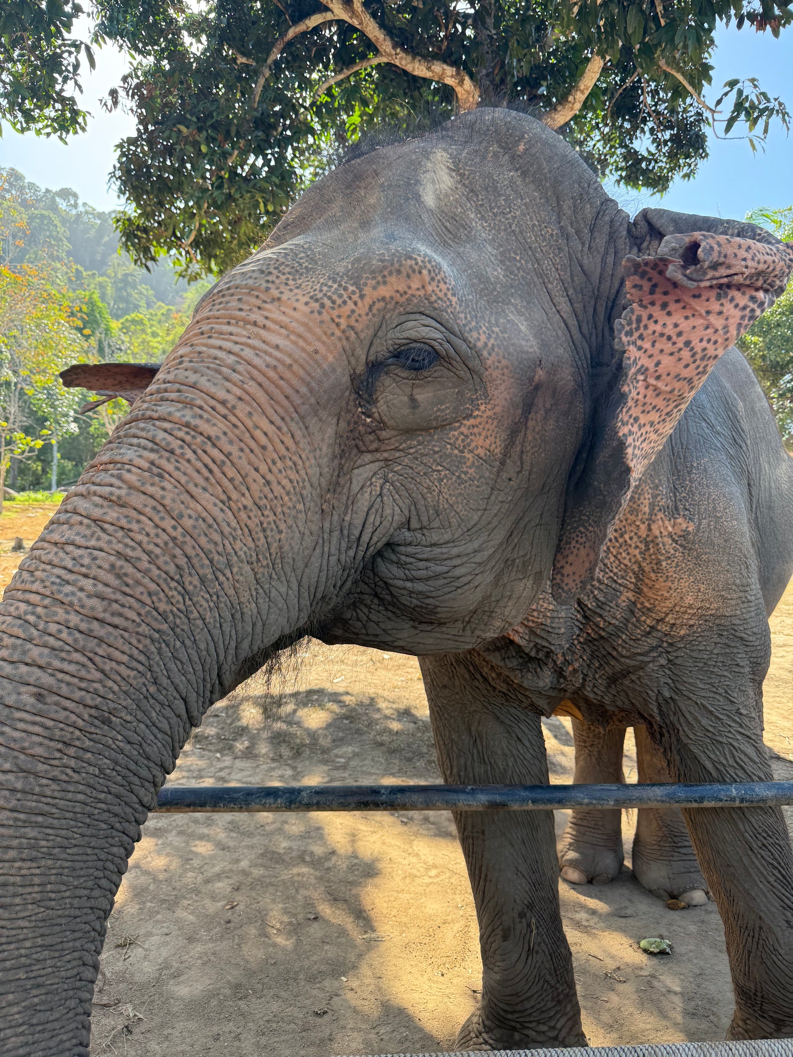 Phuket Elephant Nature Reserve