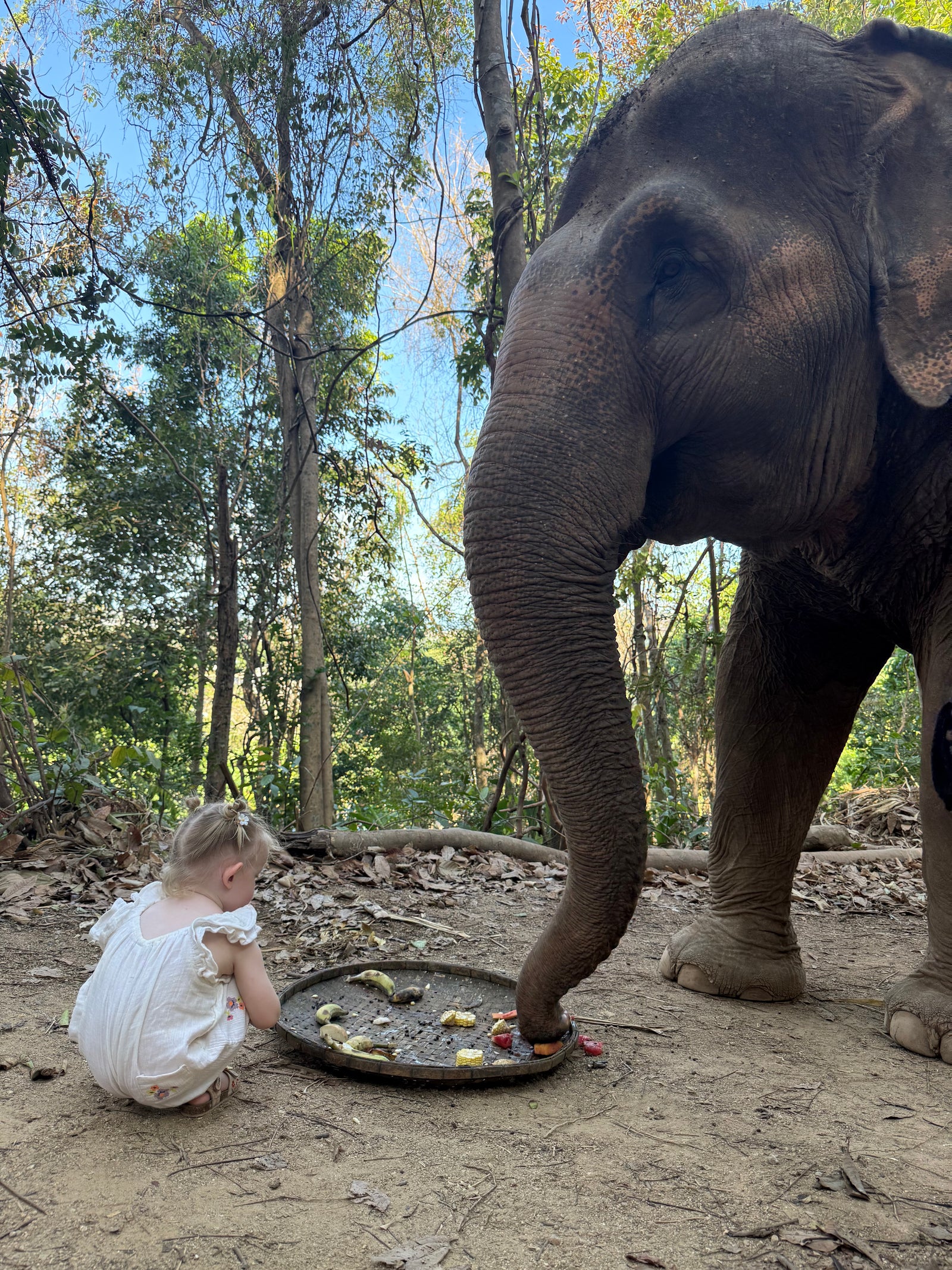 Phuket Elephant Nature Reserve